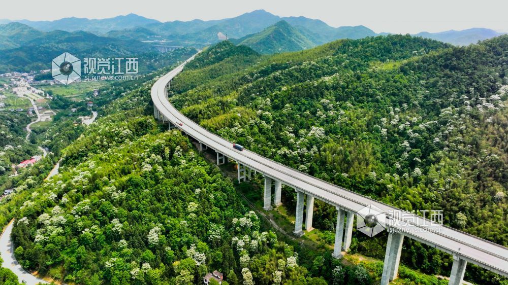 萍乡湘东：桐花绽放美如画（图）