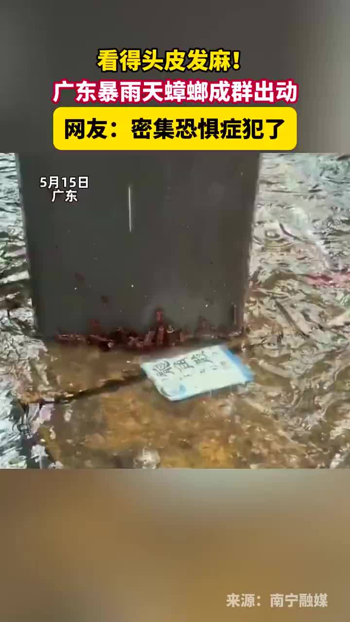头皮发麻！广东暴雨天蟑螂成群出动