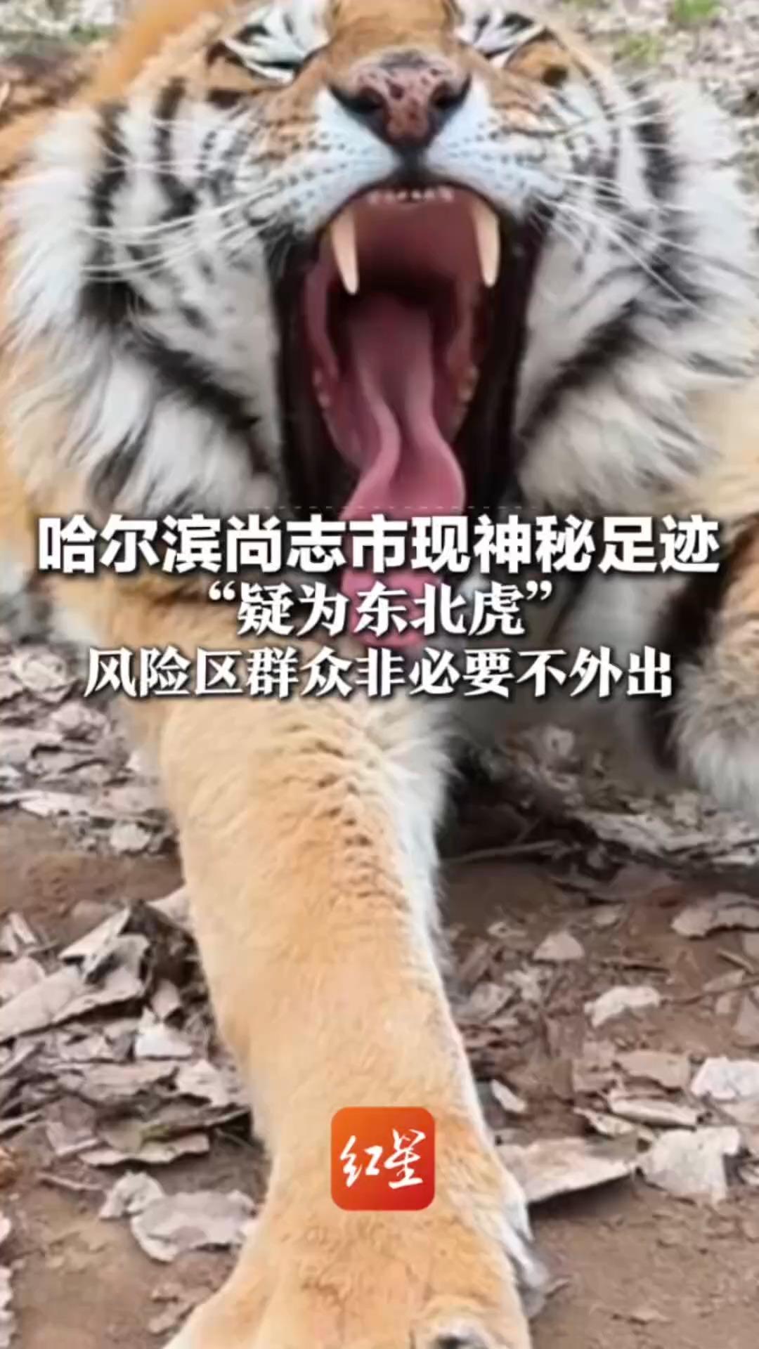 哈尔滨尚志市现神秘足迹“疑为东北虎”风险区群众非必要不外出 相关部门紧急上山核查