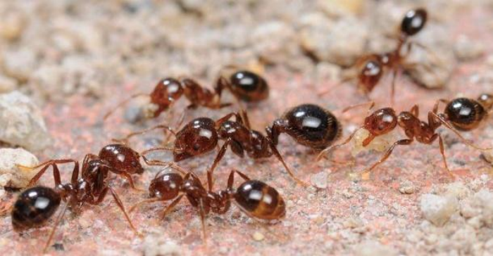 红火蚁。图源：国家林草局生物灾害防控中心