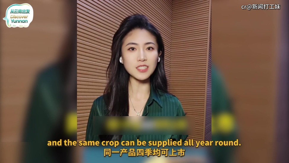 【从云南出发】你吃的菜可能来自这里！中国的这个“菜园子”实力藏不住了