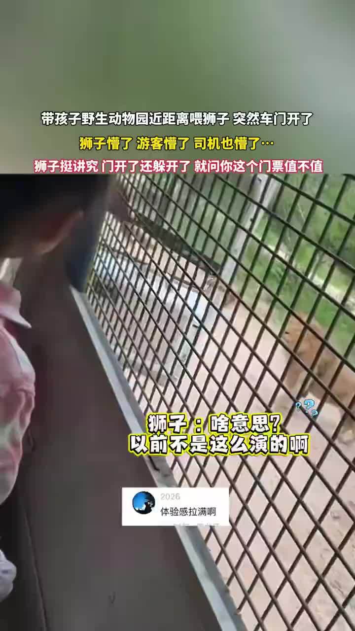 游客近距离投喂狮子时车门意外打开，带孩子投喂狮子观光车门突然开了