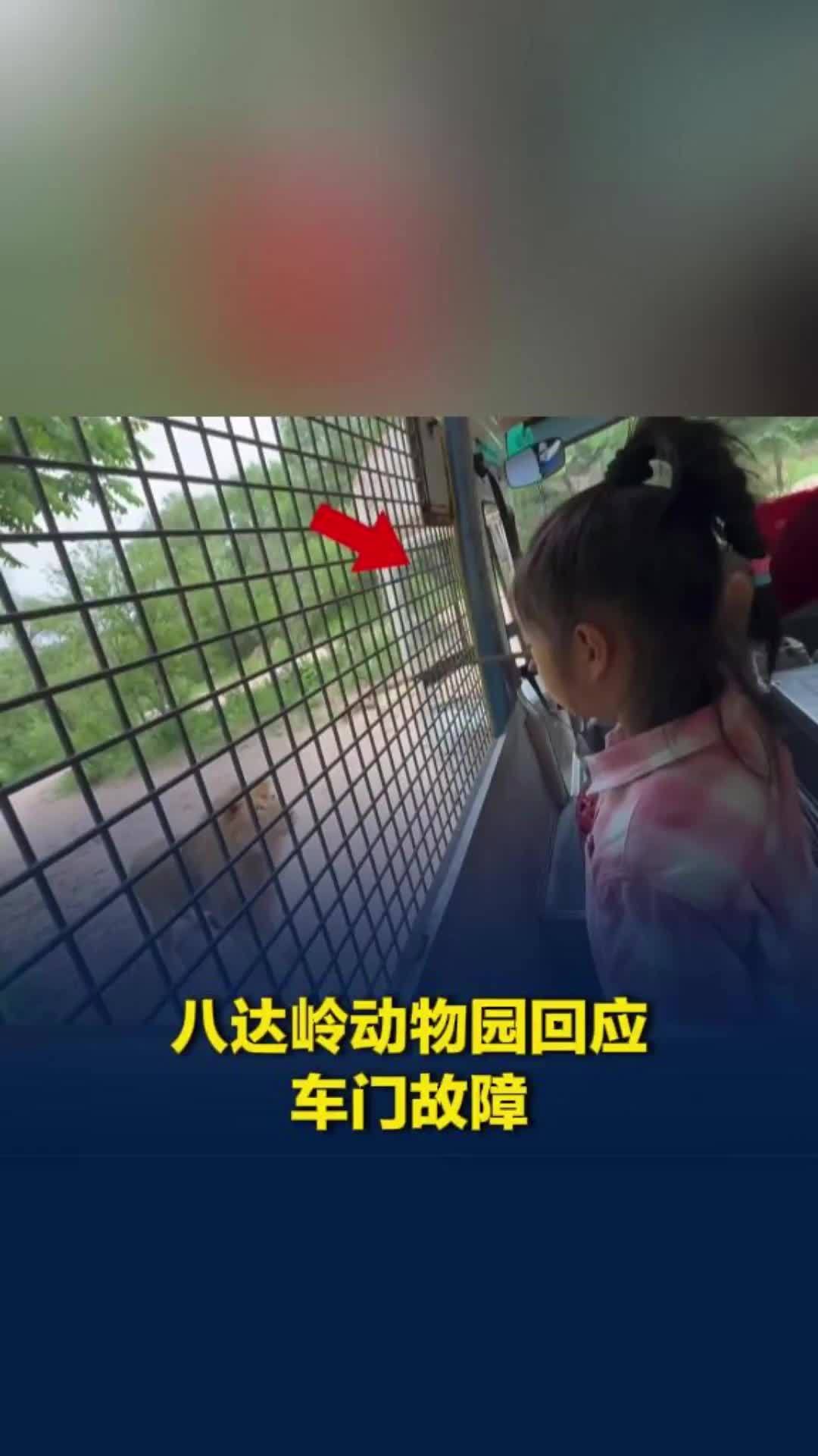 北京一动物园游客投喂狮子时观光车门突然开启，相关负责人称已对游览车辆全面停运排查