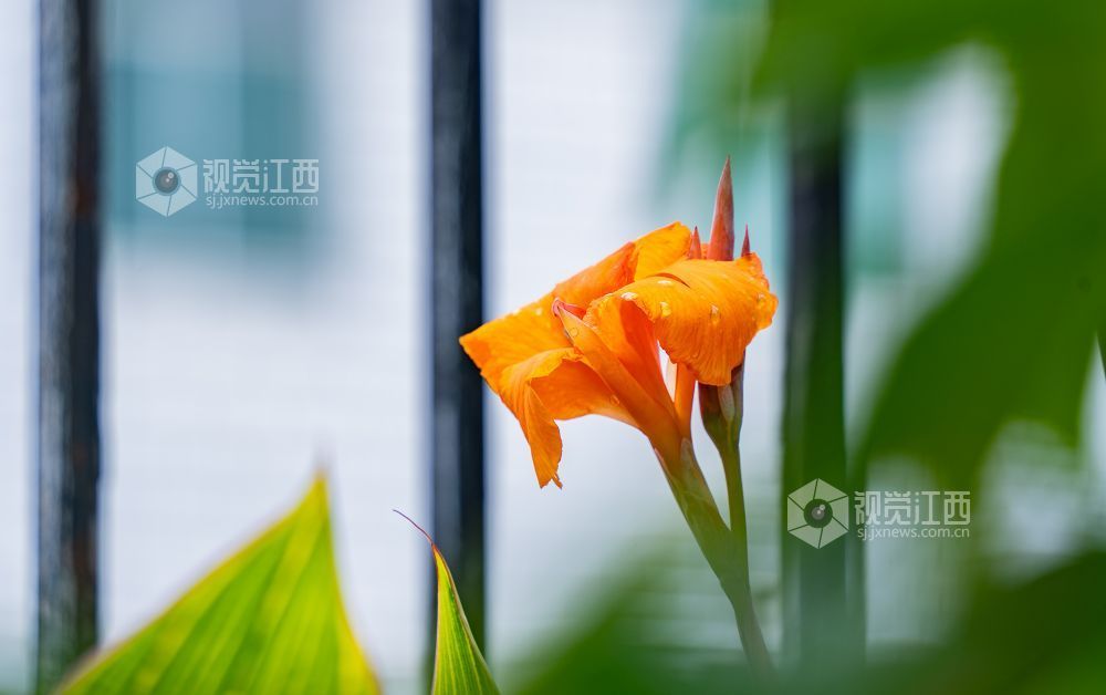 江西金溪：雨后公园意韵浓（图）
