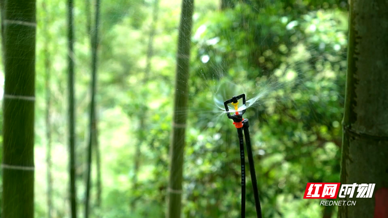蘑菇 01_副本.png