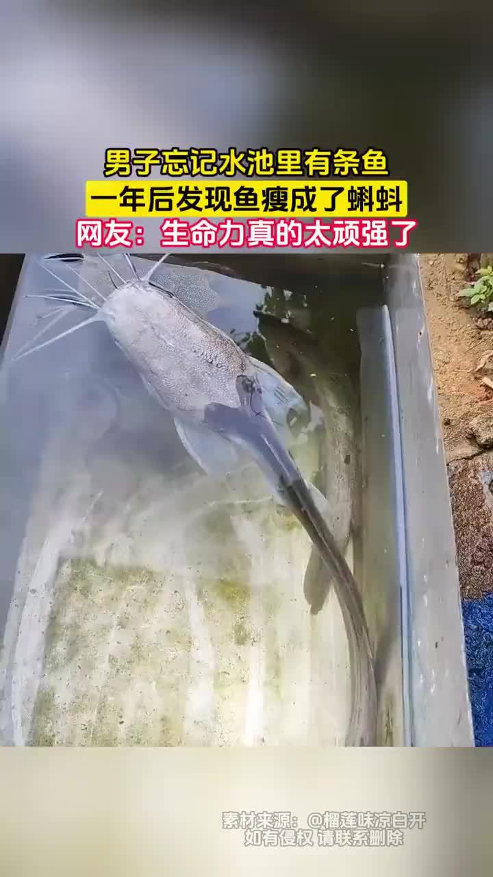 男子忘记池里有鱼一年后瘦成蝌蚪
