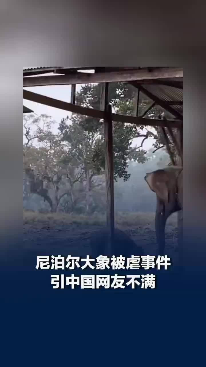 尼泊尔大象被虐事件引中国网友不满，尼泊尔动物保护协会回应大象被虐