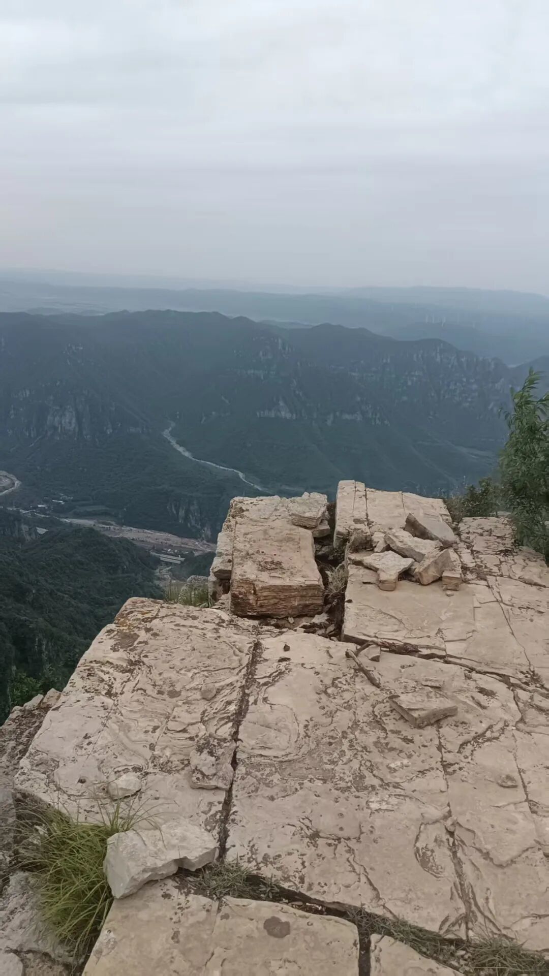 此前松树被挖,图源:受访者