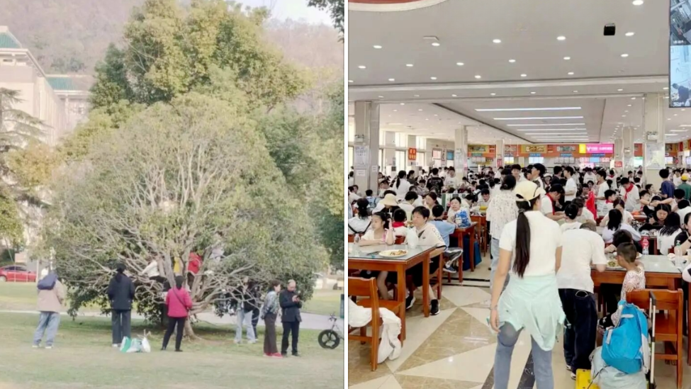 武大食堂爆满，有游客爬树拍照，学生上课被直播