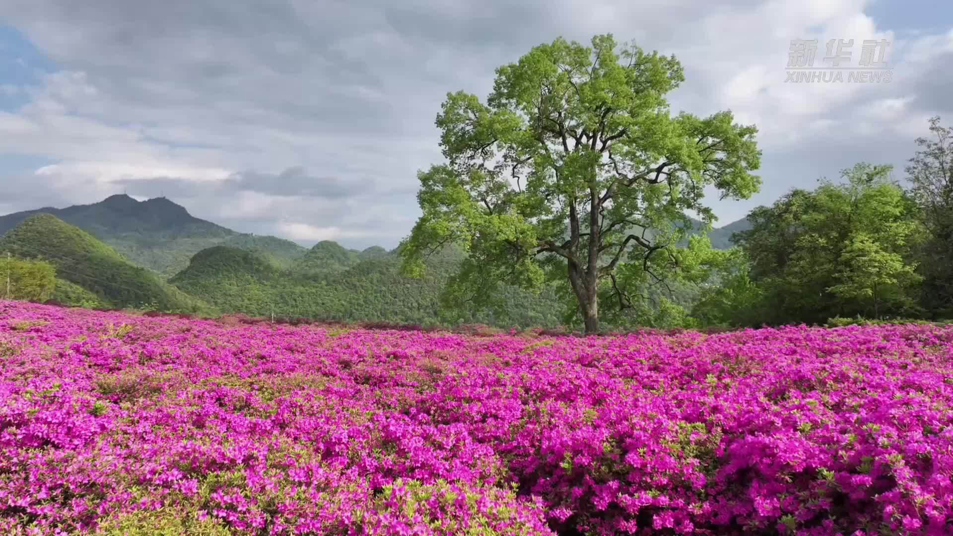 瞰中国｜湖北鹤峰：多彩杜鹃点亮山野