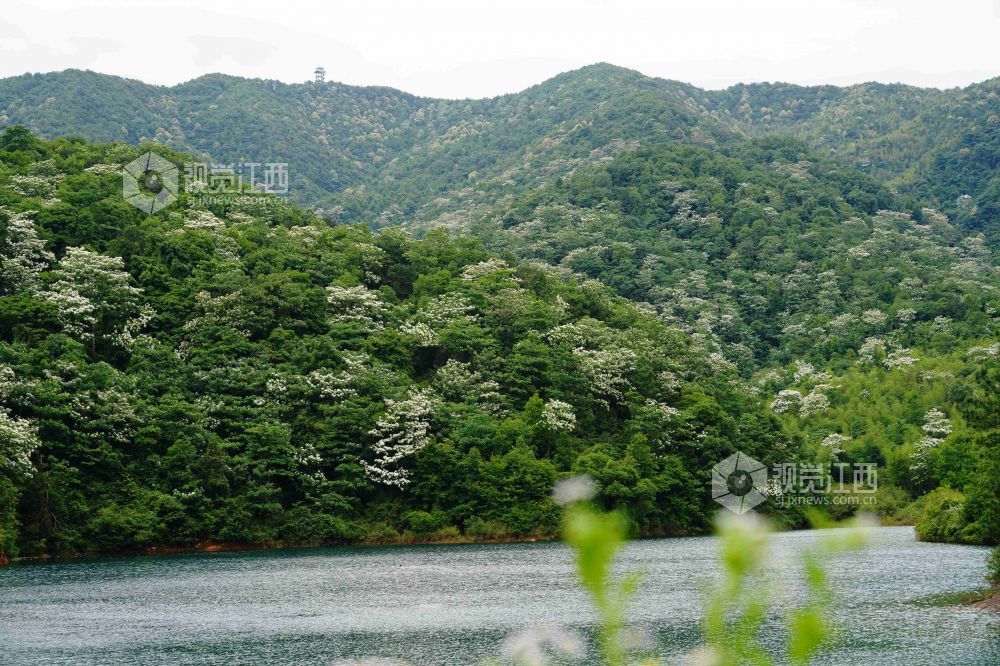 江西分宜：油桐花开美如画（图）