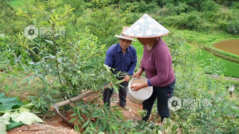 5月18日，在江西省永丰县潭头乡，眼下正是山苍子管护的黄金期，当地利用丰富的林地资源引进山苍子种植产业，让村民在家门口挣钱顾家两不误。