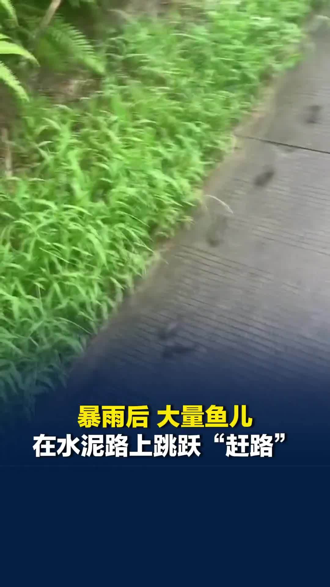 广西一地暴雨后，大量鱼儿在水泥路上跳跃“赶路”，相关部门：系野生过山鲫鱼