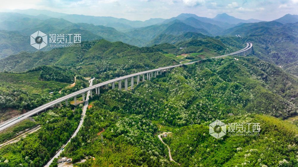萍乡湘东：桐花绽放美如画（图）