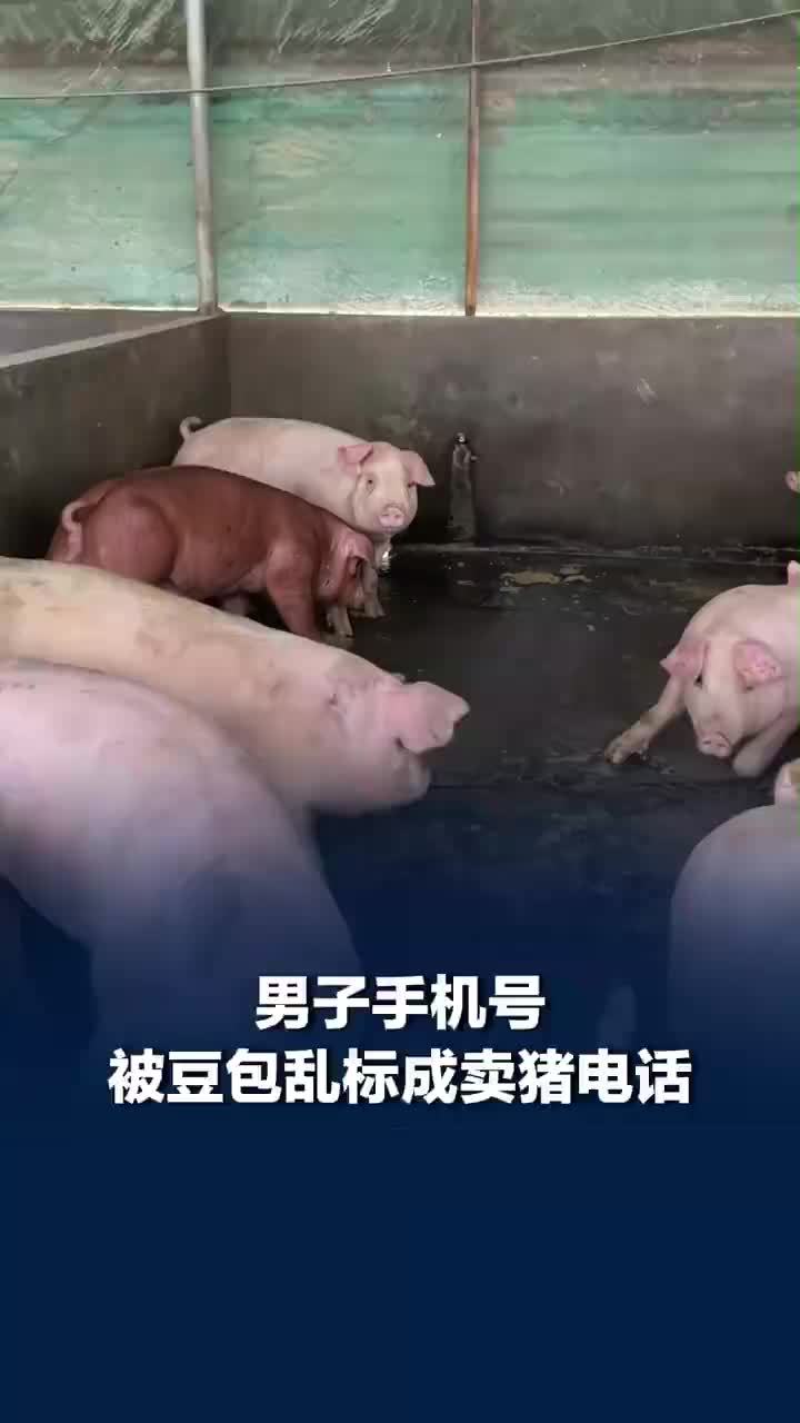 男子手机号被豆包乱标成卖猪电话