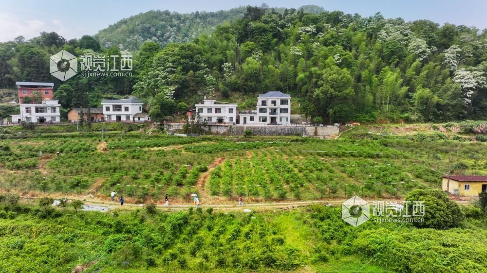 江西萍乡：蓝莓成熟迎客来（图）