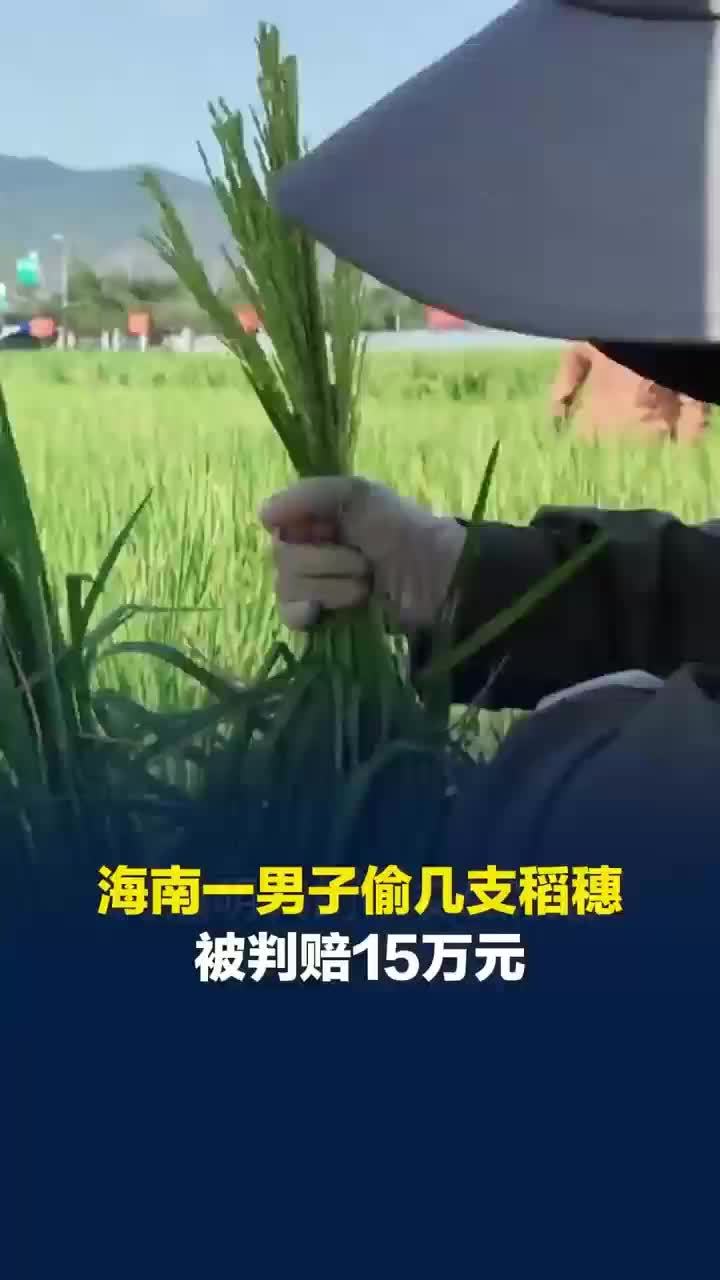 男子偷几支稻穗被判赔15万元