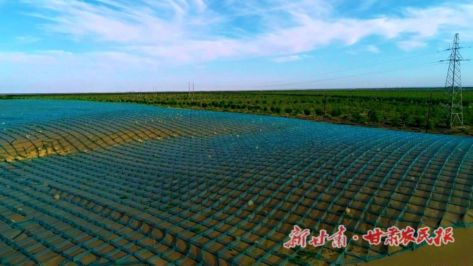 4.草方格绿了,周边也绿了