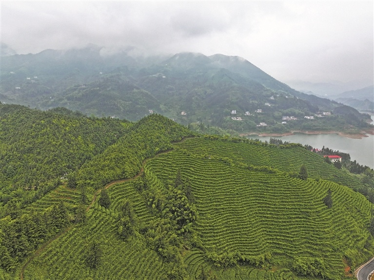 5月8日，俯瞰遂川县汤湖镇茶园，层层叠叠的茶树依着山势排布，宛如绿色波浪。
