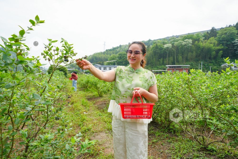 江西萍乡：蓝莓成熟迎客来（图）