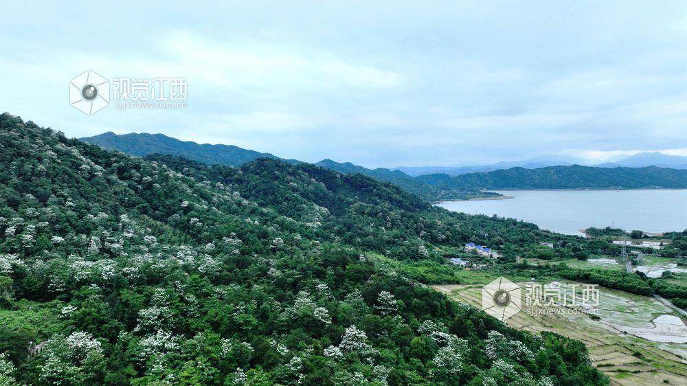 江西分宜：油桐花开美如画（图）