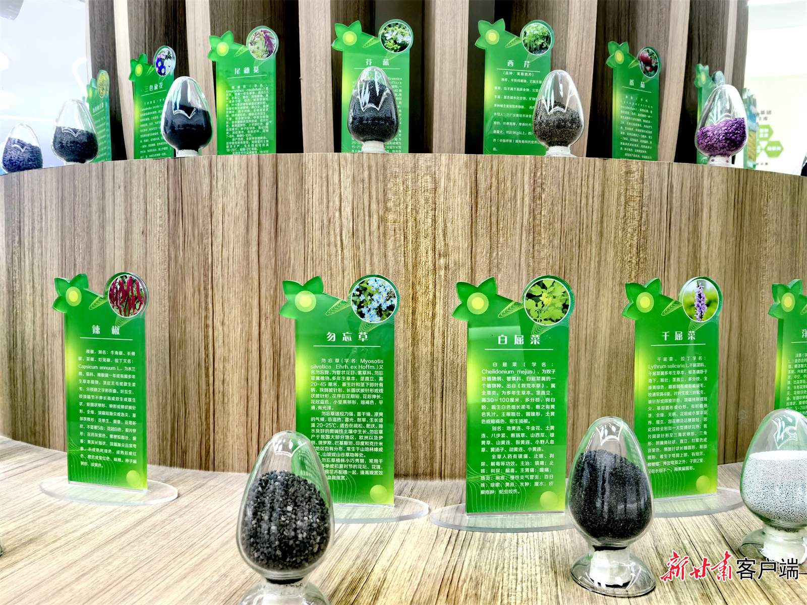 中国酒泉&middot;肃州种业智慧展示中心展示的各类蔬菜种子　新甘肃&middot;甘肃日报记者　顾丽娟　摄