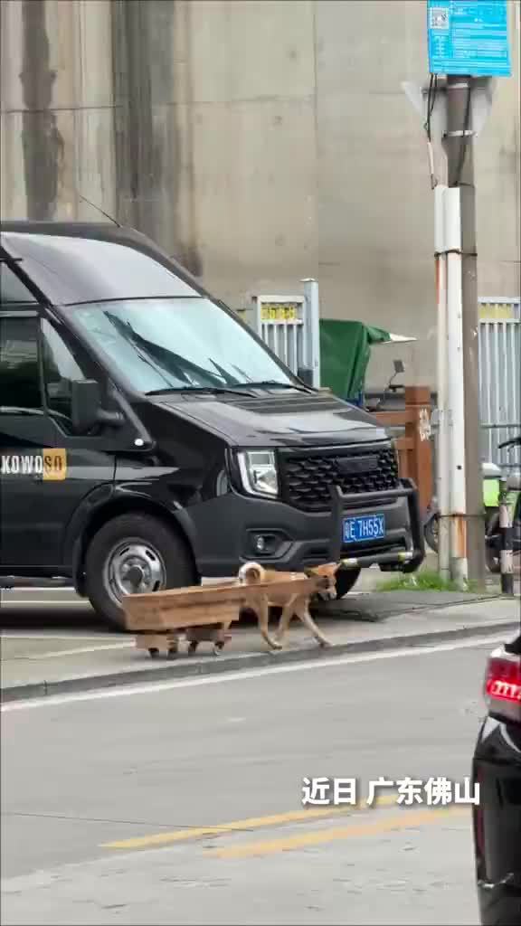 小狗拉车不慎翻车路人帮它扶正