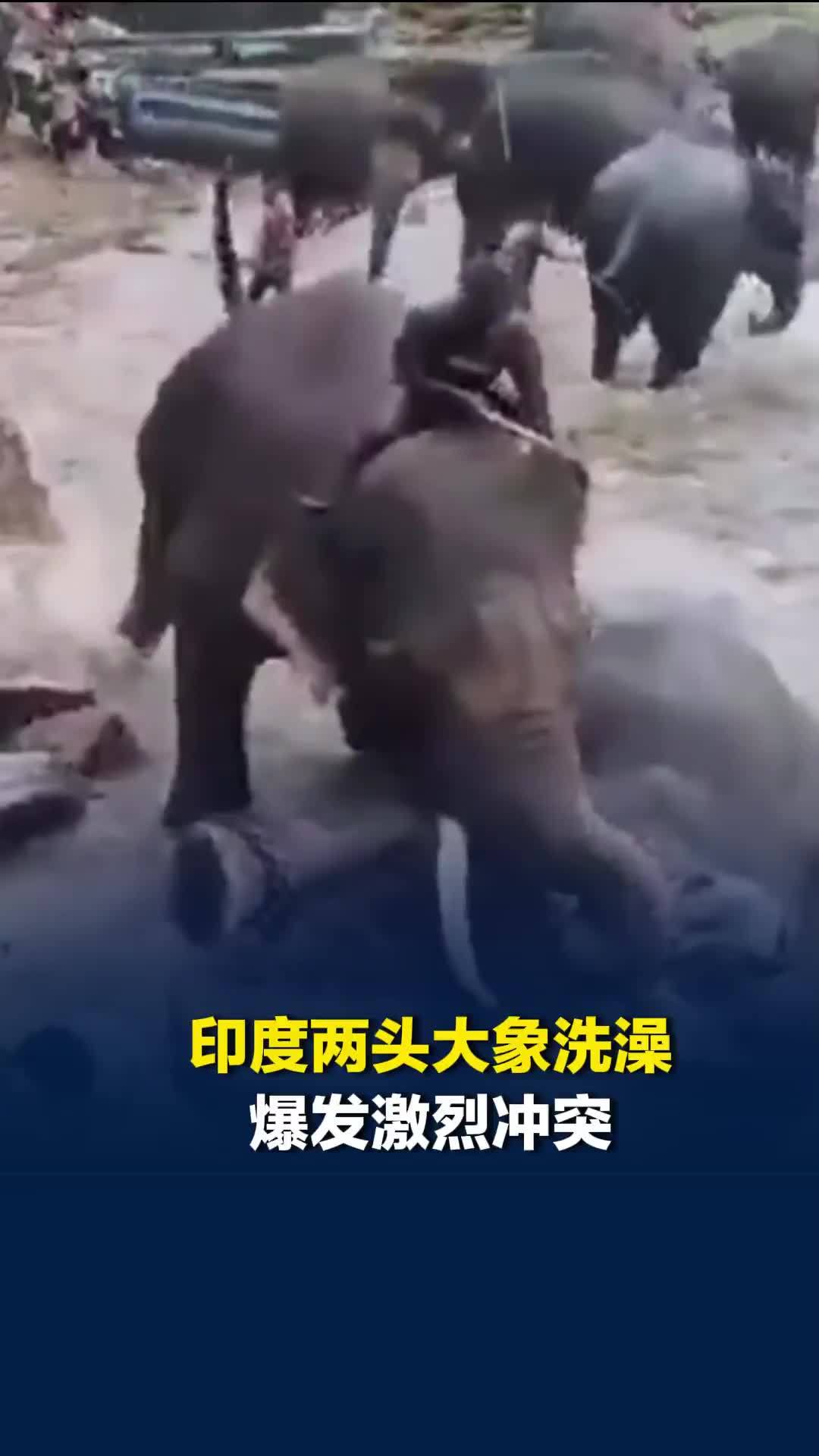 印度两头大象洗澡爆发激烈冲突：一大象摔倒砸中河边女子，致其身亡