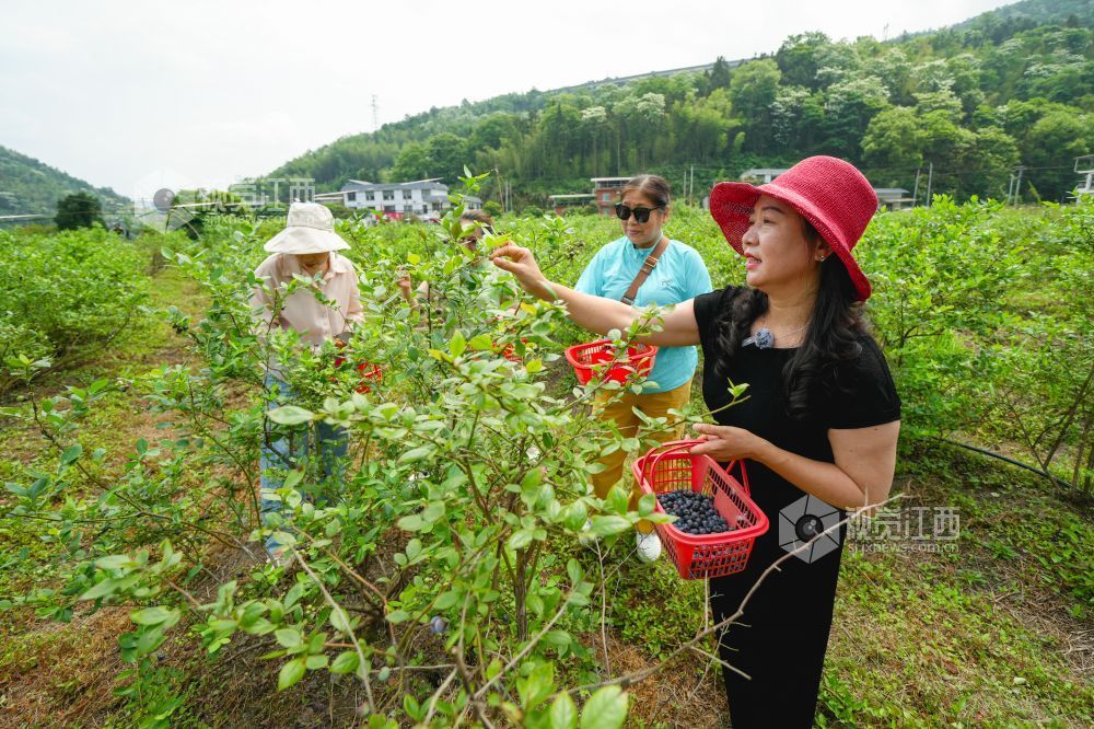 江西萍乡：蓝莓成熟迎客来（图）