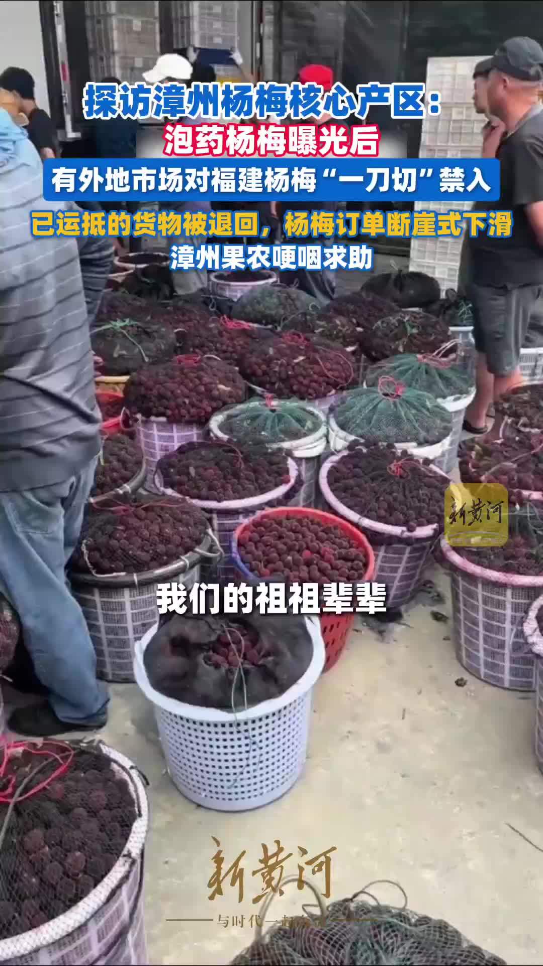 泡药杨梅曝光后，有外地市场对福建杨梅“一刀切”禁入，漳州果农哽咽求助