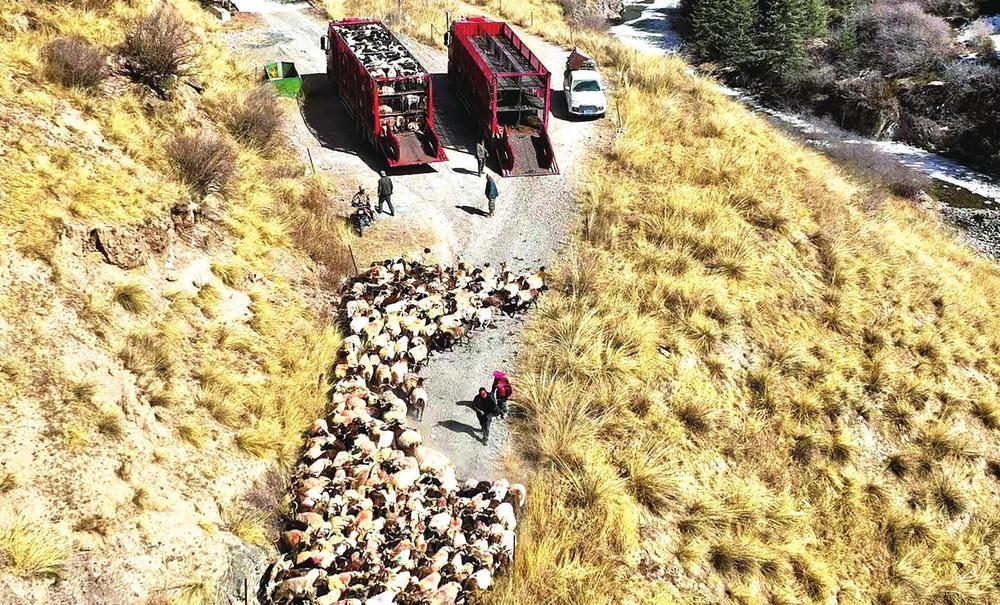 肃南牧民正引导羊群登上运输车,奔赴山下农区的“冬令营”。