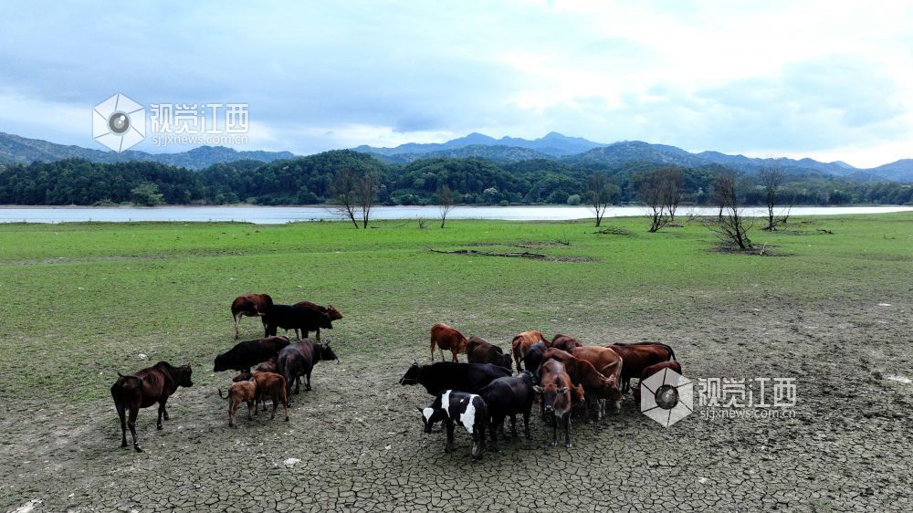 江西分宜:河畔生态放牧 助力村民增收(图)