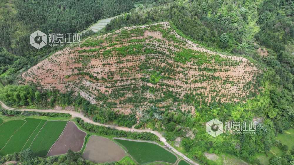 5月18日，在江西省永丰县潭头乡，眼下正是山苍子管护的黄金期，当地利用丰富的林地资源引进山苍子种植产业，让村民在家门口挣钱顾家两不误。