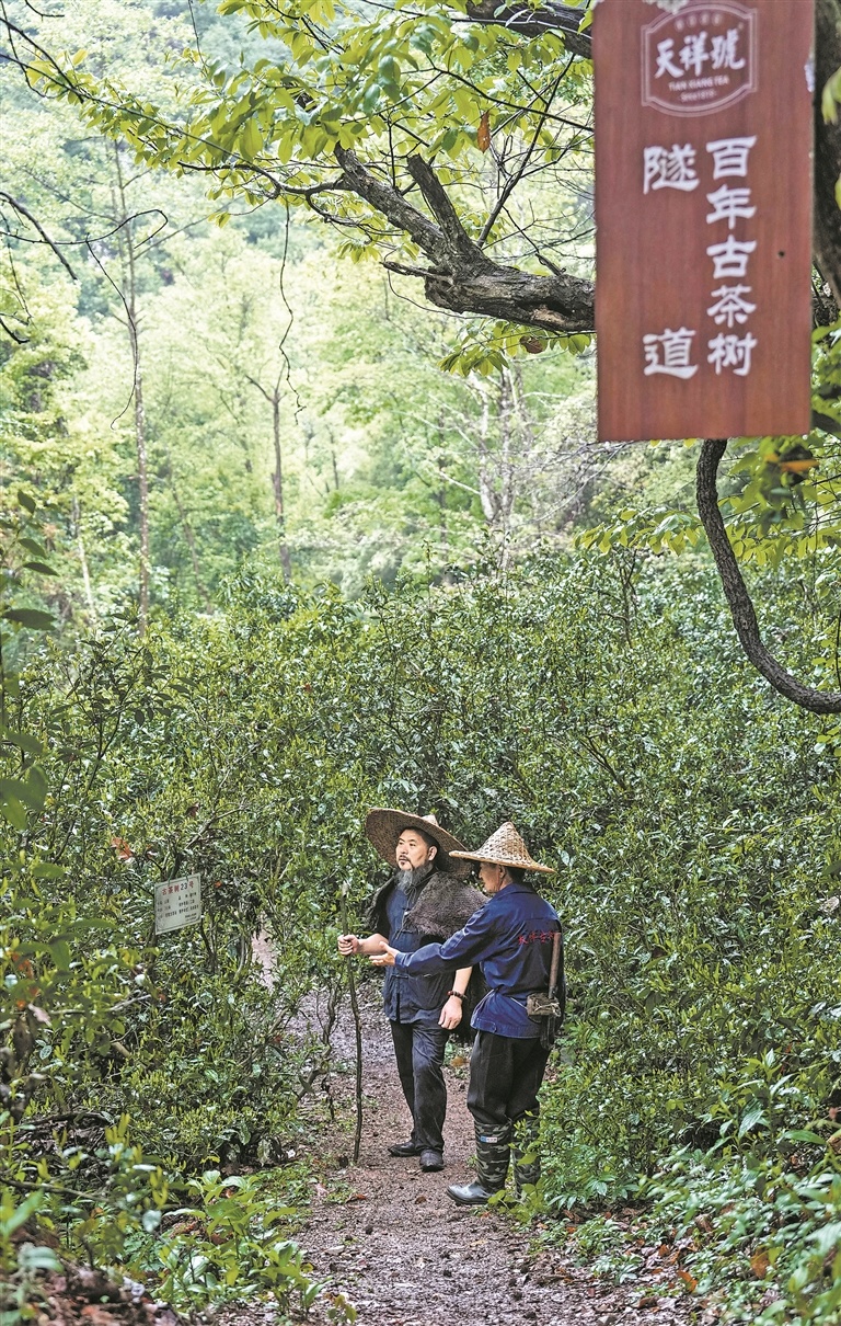 4月9日，浮梁县江村乡严台村的茶园，数百年的古茶树在山间织就一条“绿韵隧道”。