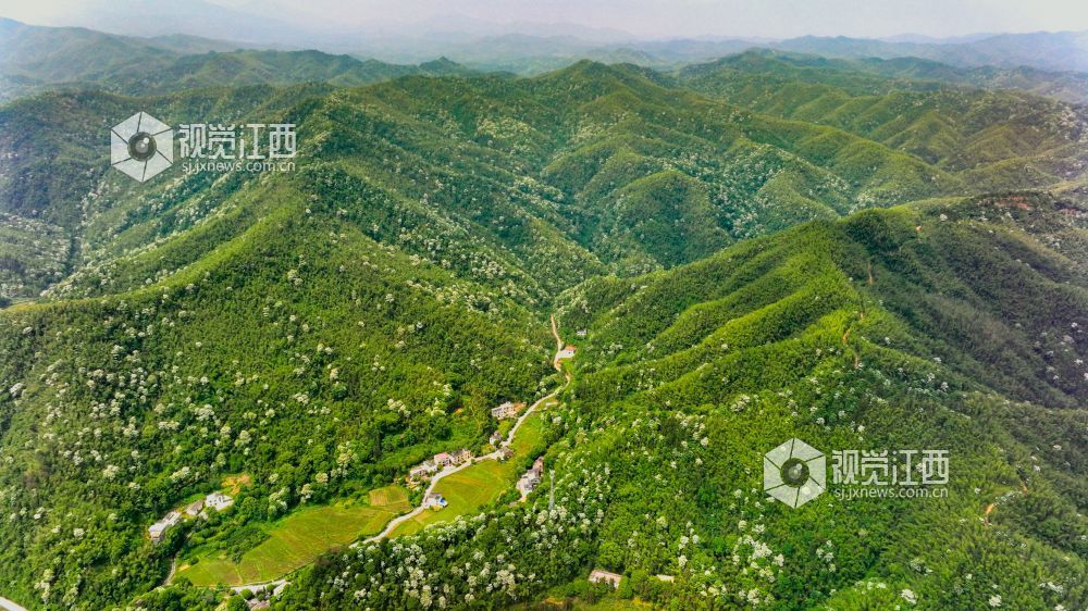 萍乡湘东：桐花绽放美如画（图）