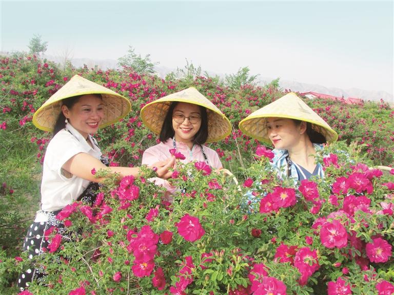 游人漫步玫瑰基地,沉醉馥郁花香。