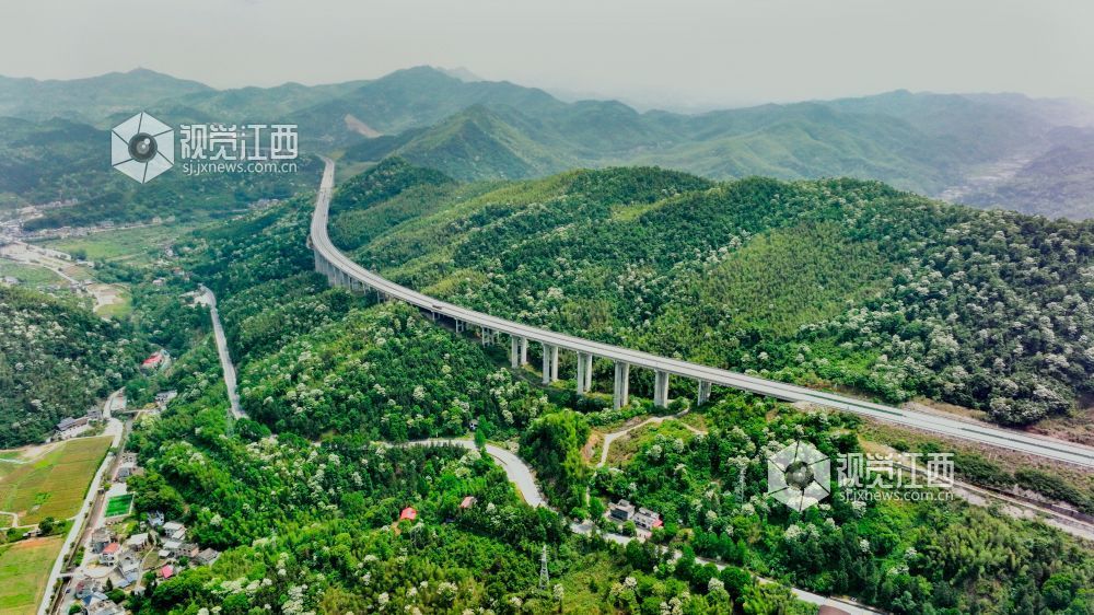 萍乡湘东：桐花绽放美如画（图）
