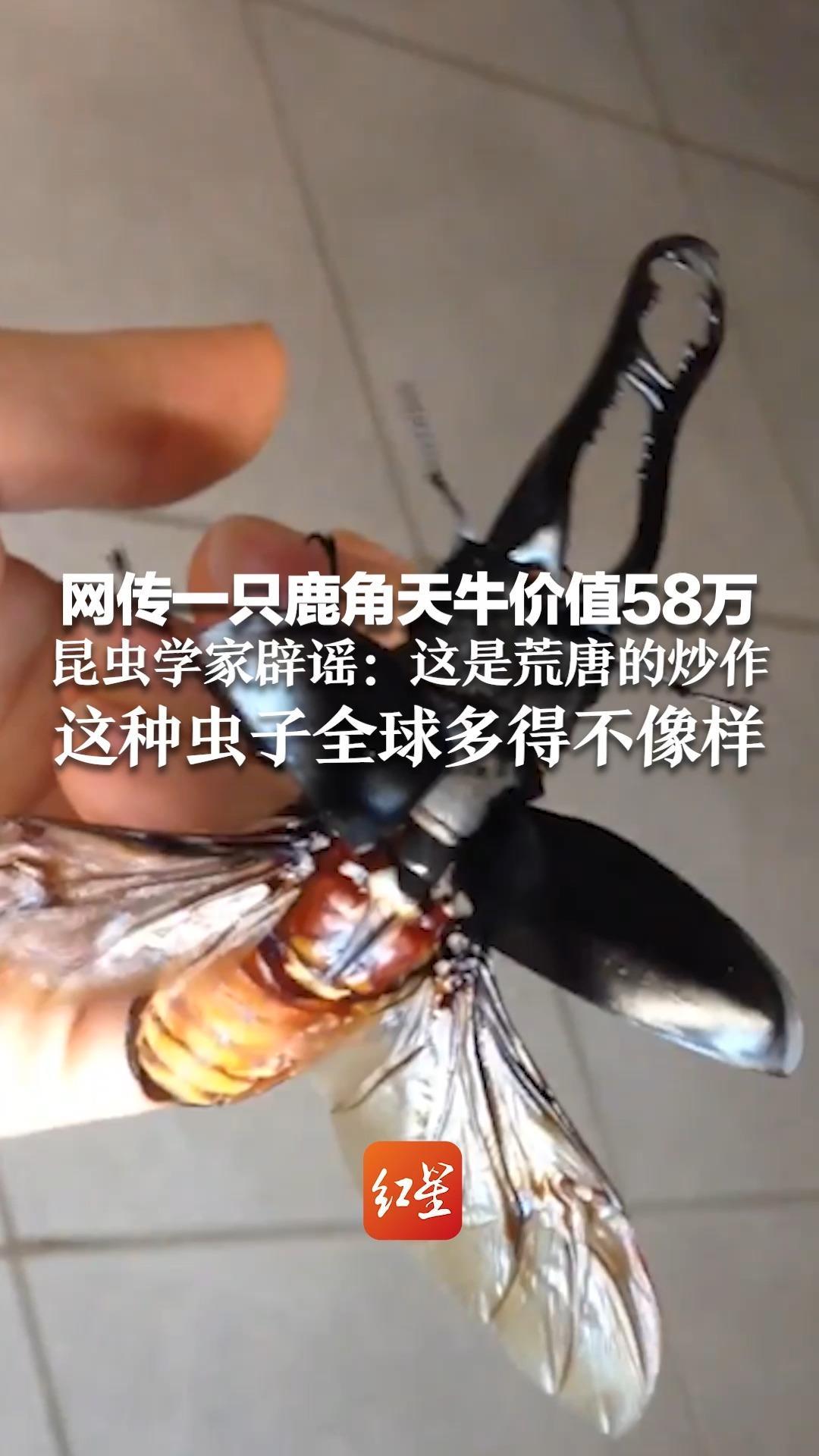 难道我小时候踩死了200万？网传一只鹿角天牛价值58万 昆虫学家辟谣：这是荒唐的炒作 这种虫子全球多得不像样