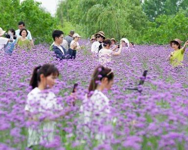 紫色花海美如画