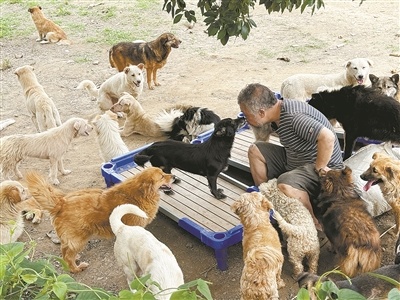 蔡厚仁在照料流浪犬