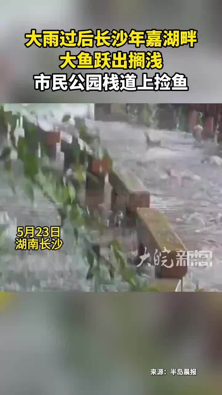 大雨过后长沙年嘉湖畔 大鱼跃出搁浅 市民公园栈道上捡鱼