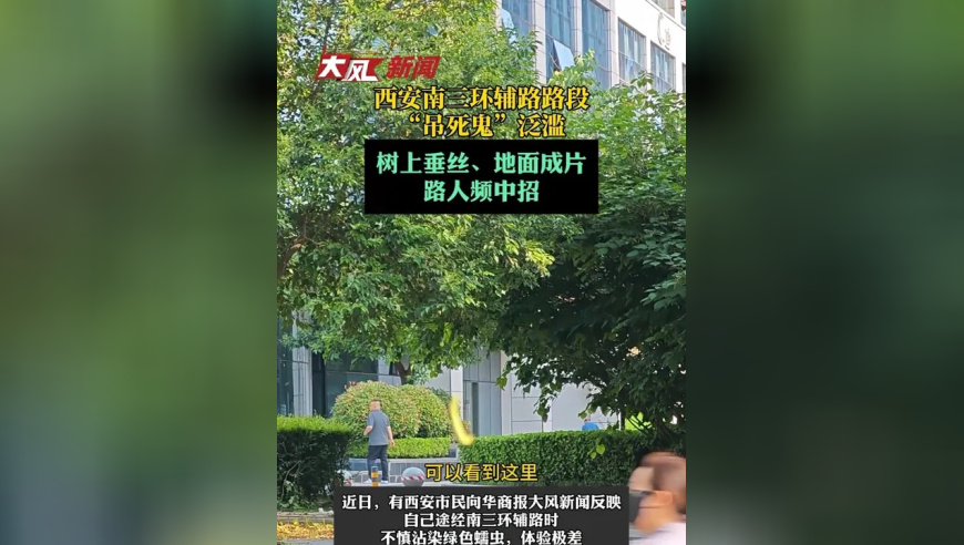 西安南三环辅路路段，“吊死鬼”泛滥，树上垂丝、地面成片，路人频中招