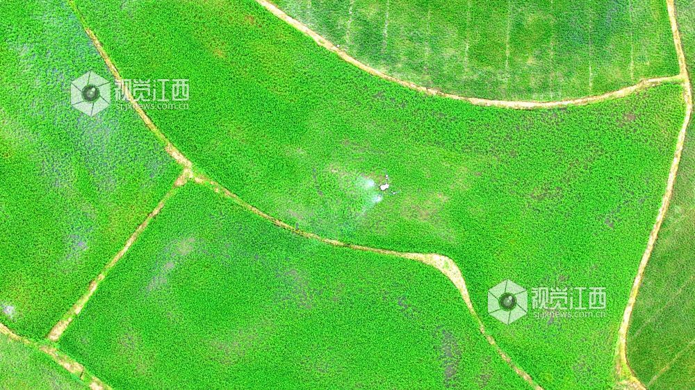 2026年5月18日，江西省吉安市峡江县水边镇义桥村高标准农田，村民操作植保无人机对水稻进行飞防作业。