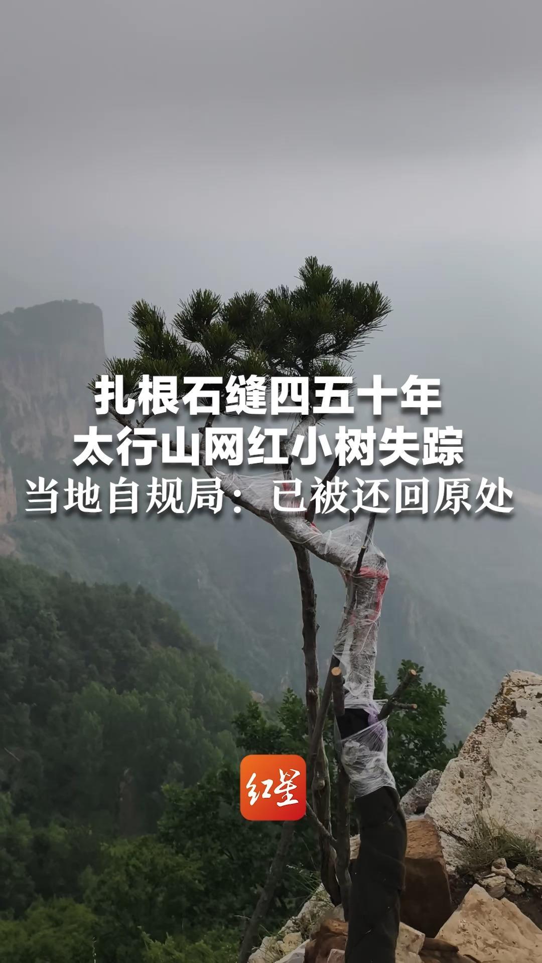 扎根石缝四五十年 太行山网红小树失踪 当地自规局：已被还回原处 专业人员正在抢救，事情仍在调查中