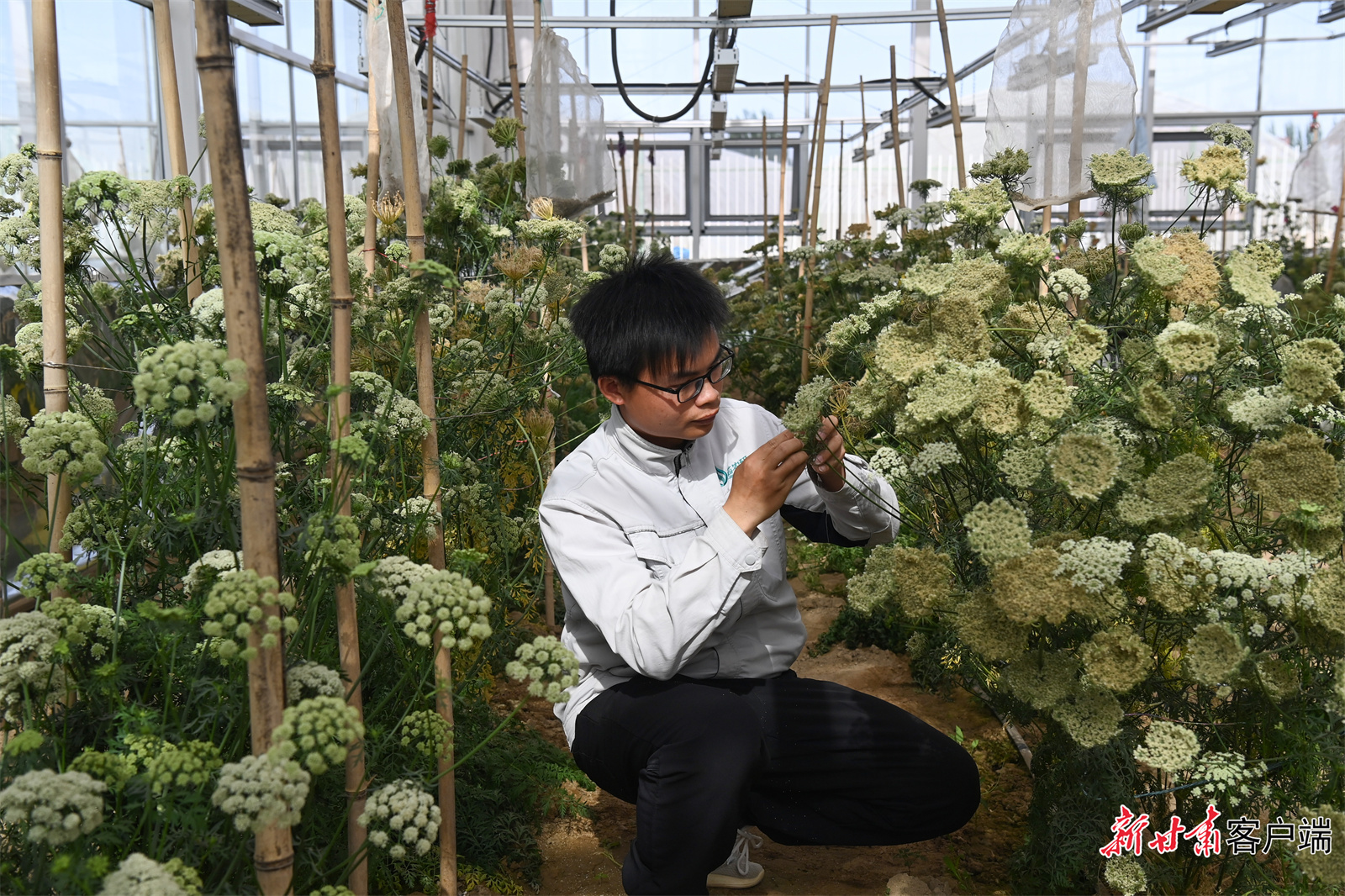 芯农研种业科技有限责任公司人工气候室，研究人员观察胡萝卜种子的长势。新甘肃&middot;甘肃日报记者　丁凯　摄