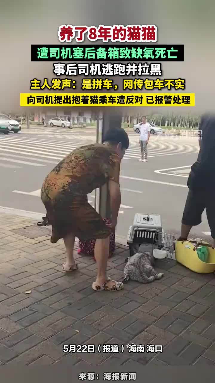 养了8年的猫猫，遭司机塞后备箱致缺氧死亡，事后司机逃跑并拉黑，主人发声：是拼车，网传包车不实，向司机提出抱着猫乘车遭反对，已报警处理#猫猫在后备箱缺氧死亡 #海南dou知道 #海口本地