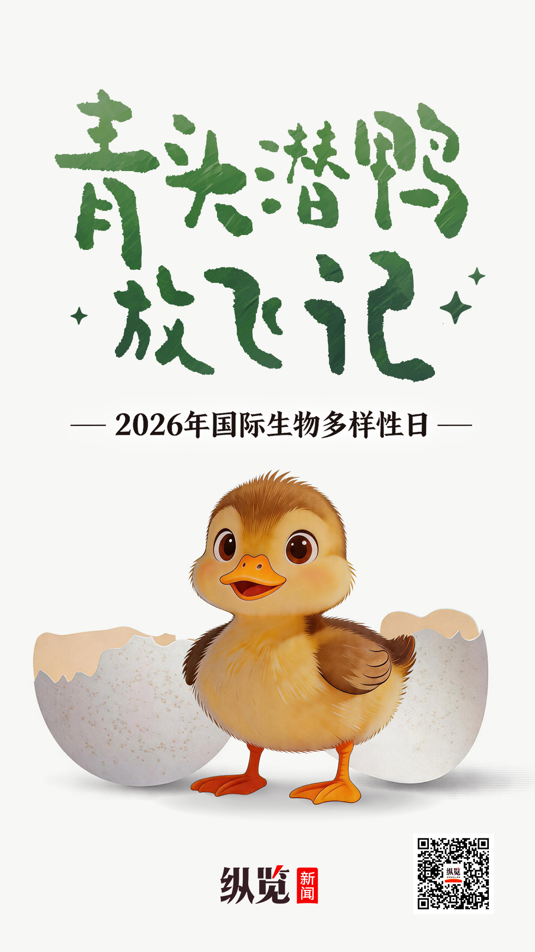青头潜鸭放飞记