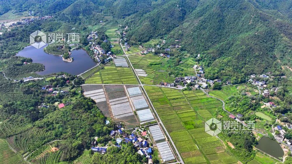 在萍乡市湘东区腊市镇竺园村，一座座现代农业大棚整齐排列 姚雨婷摄