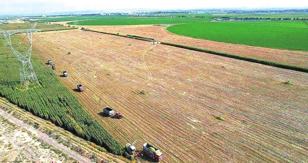 张掖市青贮玉米基地,连片饲草实现机械化收割。