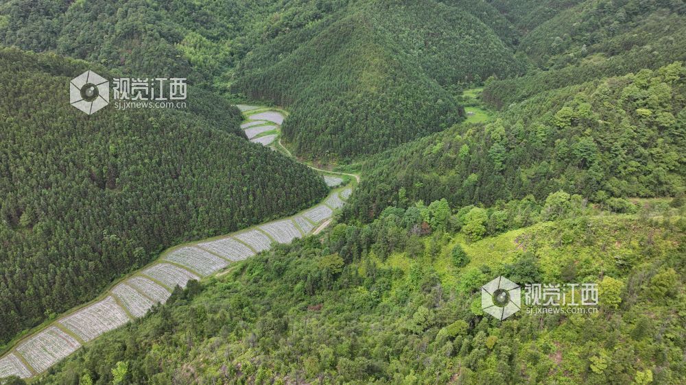 5月18日，在江西省永丰县潭头乡，眼下正是山苍子管护的黄金期，当地利用丰富的林地资源引进山苍子种植产业，让村民在家门口挣钱顾家两不误。